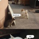 예 Daum카페