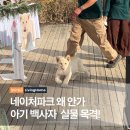 가창로 | 대구 네이처파크 아기 백사자 후기, 11시 전에 도착해야 제대로 보는 이유 3가지