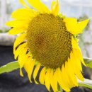 흥인초등학교 이미지