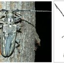 우리 산에서 만나는 하늘소 (089) - 참나무하늘소 (Batocera lineolata) 이미지