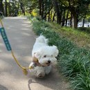 매일행복하개 이미지