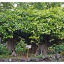 석부작박물관 이미지