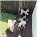 제주네 애견유치원 이미지