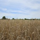 딩켈언덕 이미지