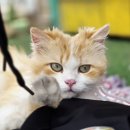 고양이 행복 쉼터 | 인천 고양이역 기록ㅣ아이와 주말 나들이 방문후기