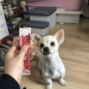 로니펫 이미지