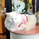 드럼통고양이 이미지