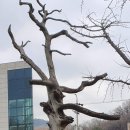 나무마을(tree village)