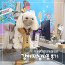마인빌 오피스텔 | 안양 강아지 침치료 한달 말티즈 디스크 증상 변화
