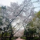 상대원제4공영주차장 | 상대원 녹지대 공원(성남 벚꽃 4경)