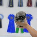 퍼피 비비드 이미지