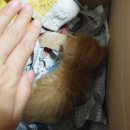 업동이네 이미지