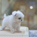 아이러브펫 동물병원 이미지