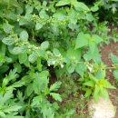 허브 레몬밤 Lemon Balm 이미지