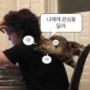 야옹아 멍멍해봐 네이버블로그