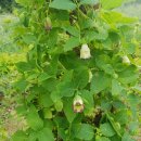 까치슈퍼 이미지