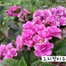 장미수국 이미지