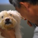 동인동물병원 이미지