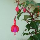 김덕규 농장 이미지