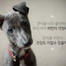 야옹아 멍멍해봐(수원 구운점) 이미지