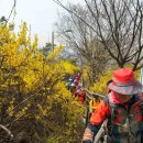 제550회 평낮걷기(3월31일,목)응봉산개나리꽃길걷기 후기 이미지