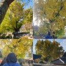 금시당유원지 화장실 | 밀양 금시당 백곡제 은행나무 명소 주차