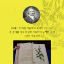 식물의 도시 : 도시 식물 안내서 헬레나 도브, 해리 아데스 글/『런던 식물상』 그림/박원순 역 | 터치아트 | 2023 이미지