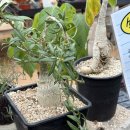 헬로우마켓 | 고양 헬로우가든마켓 방문 후기 -식집사 투어리스트