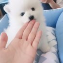 승재밀레니엄오피스텔 | 💛 마곡강아지분양 | 인기 소형견 총집합!_아이러브독부천점