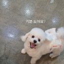 밀독(MILLDOG) 네이버블로그