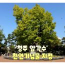 태산신그린공인중개사사무소 | '청주 압각수' 천연기념물 지정