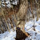 소나무(산촌마을) 이미지