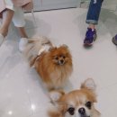 강아지 정거장 이미지