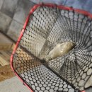 붕어카페 이미지