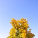 신당리 보호수