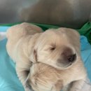 엠케이개발주 이미지