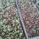 둘리 농장 이미지