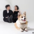 화운로L | 내가 보려고 남기는 임신 출산 기록 10 - 광주 만삭스튜디오 촬영(루미에르, 애견 동반 촬영 가능...