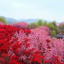 완산칠봉 꽃동산과 조계산 선암사 겹벚꽃 이미지