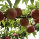 신태양농장 이미지