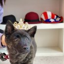 진도호시 이미지