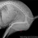 선부중앙동물의료센터 이미지
