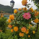 장미커피숍 - 화성시 31만세로 1109-6 | 장미커피숍