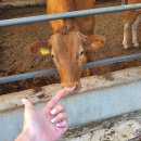 참다운농장 이미지