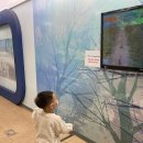 진도개 53카페 이미지