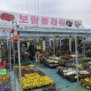 보람의집 | 은평구 꽃집 파주 꽃시장, 서오릉 보람플라워 다녀온 후기
