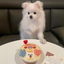 멍멍과자점 이미지