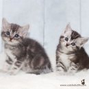 토토헤어 이미지