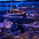 땅끝해양자연사박물관 이미지