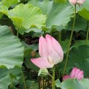 보통리 저수지 1 이미지